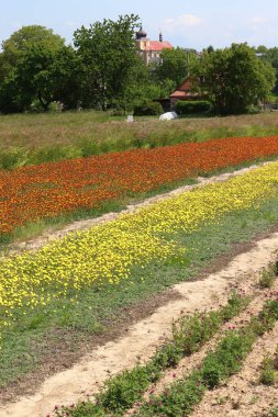 Pilosella, tarlada sarı ve turuncu atmaca otu yetiştiriyor.