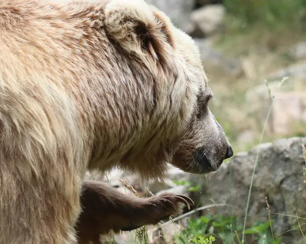 Ursus arctos, close-up of a bear\'s head