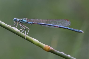 Coenagrion hastulatum, çimlerin üzerinde oturan mavi örümcekkuşu