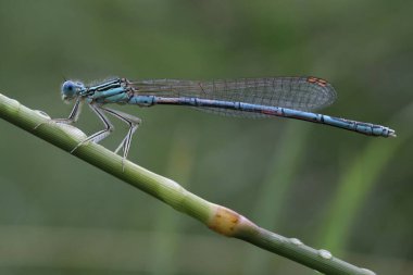Coenagrion hastulatum, çimlerin üzerinde oturan mavi örümcekkuşu
