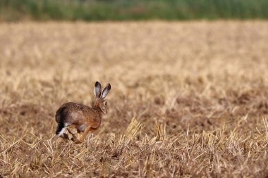 Lepus europaeus, tavşan arazide koşuyor.