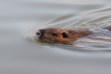 Miyocastor coypus, hindistan cevizi suda yüzer.