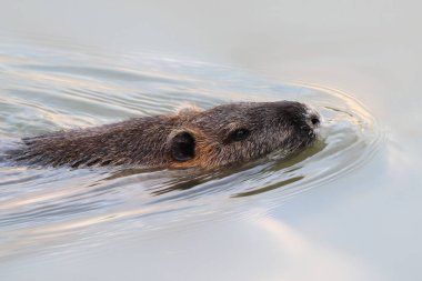 Miyocastor coypus, hindistan cevizi suda yüzer.