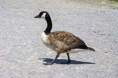 Olimpiyat Stadyumu, Münih, 1972 ve 1974 Dünya Kupası finali
