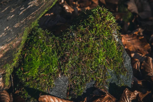 森林岩石上的绿色苔藓 特写苔藓 墙纸用苔藓的美丽深绿色背景 — 图库照片