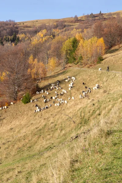 Koyun sürüsü olan dağlar, sonbahar portakal ormanı, dağlar ve mavi gökyüzü. Dikey görünüm