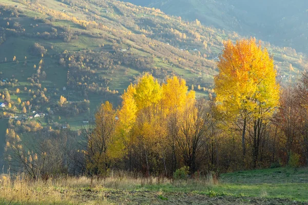 美丽的黄色和橙色的秋天树 背景上的群山 喀尔巴阡山脉 — 图库照片
