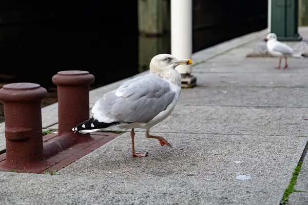 Nehir kenarındaki beton levhalarda yürüyen martıların yakın görüntüsü.