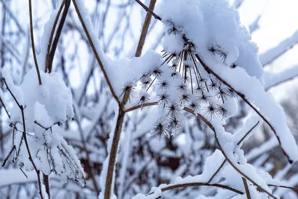 Soğuk bir kış gününde, taze beyaz karla kaplı yaprak döken bir ağacın ince dalları. Yumuşak ve soğuk bir atmosferi olan huzurlu bir kış sahnesi