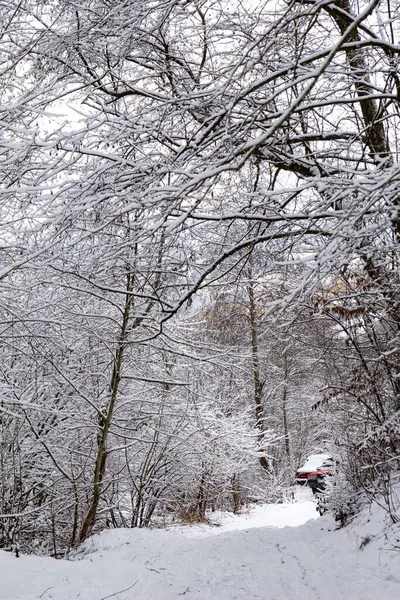 Köyde kış yolu taze karla kaplı. Karla kaplı uzun ağaçlar, huzurlu büyülü kış manzarası. Dikey fotoğraf