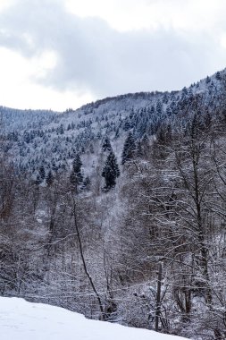 Soğuk bir kış gününde dağlarda karla kaplı çam ağaçları. Taze beyaz karlı manzara, büyülü atmosfer. Evergreen ağaçları bir tepe zeminine karşı dimdik dururlar. Dikey fotoğraf