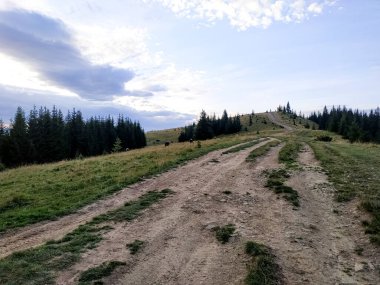 Her iki tarafında ağaçlar olan tepeler boyunca uzanan manzaralı orman yolu. Huzurlu kırsal alan.