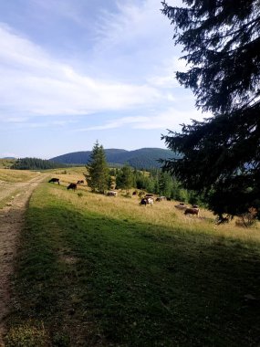 Dağların yamacında, sakin bir kır yolunun yanında ot yiyen inekler sürüsü. Dikey fotoğraf