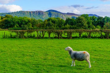 Lake District, Cumbria, İngiltere, İngiltere 'deki koyun, ağaç, tarla ve dağların manzarası