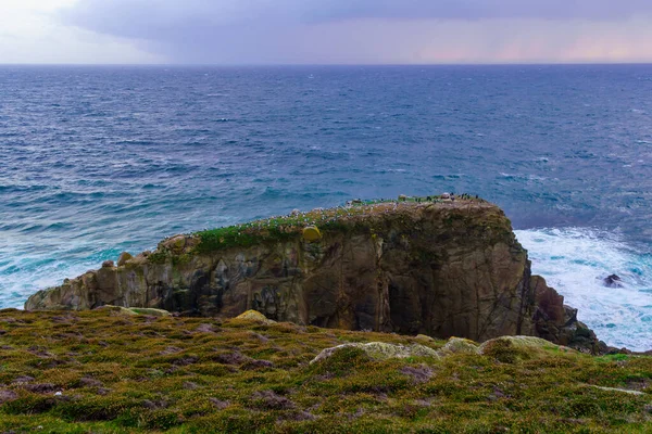 Blick Auf Einen Felsen Mit Verschiedenen Seevögeln Lands End Cornwall — Stockfoto
