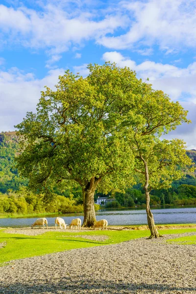 Vista Árvores Ovelhas Derwentwater Perto Keswick Lake District Cumbria Inglaterra — Fotografia de Stock