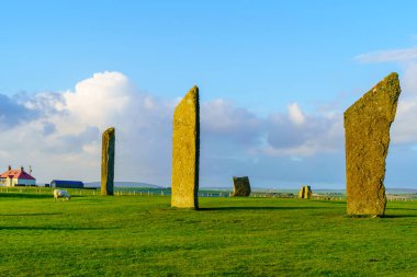 Stenness 'in Ayakta Duran Taşları' nın günbatımı manzarası, koyunlarla, Orkney Adaları, İskoçya, İngiltere