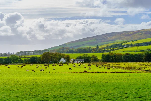 キンタイヤ半島の田舎と牛の眺め スコットランド イギリス — ストック写真