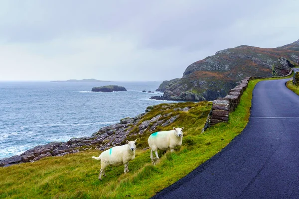 Vue Route Côtière Des Moutons Dans Les Highlands Nord Ouest Images De Stock Libres De Droits