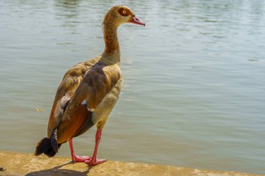 Göl kenarındaki Yarkon Park, Tel-Aviv, İsrail 'de bir yaban ördeği (Anas platyrhynchos) manzarası