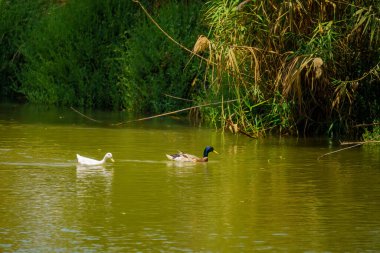 Yarkon Nehri, Tel-Aviv, İsrail 'de bir ördek (Anas platyrhynchos) görüntüsü