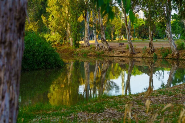 Tel Aviv Israel June 2022 View Eucalyptus Trees Yarkon River — 스톡 사진