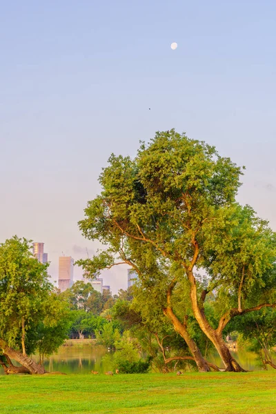 มมองตะว นของสนามหญ าของสวน Yarkon บแจ คเก ตทองค Canis Aureus Yarkon — ภาพถ่ายสต็อก