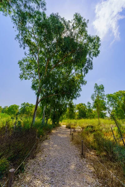 Yarkon Park Tel Aviv Srail Deki Bir Patika Okaliptüs Ağaçlarının — Stok fotoğraf