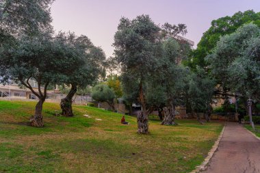 Hayfa, İsrail - 22 Aralık 2022: Binyamin Bahçesi 'nin eski zeytin ağaçları ve ziyaretçilerle birlikte Hadar HaCarmel Mahallesi, Hayfa, İsrail