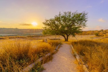 Sunrise view of a footpath, and the Lone Ghost Tree, in Tel Lachish National Park, the Shephelah region, south-central Israel