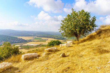 View of trees, countryside and rolling hills in the Shephelah region, near Azekah, south-central Israel