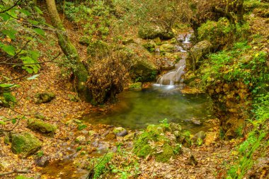 Amud Akıntısı Doğa Rezervi 'nde, Yukarı Celile' de, Kuzey İsrail 'de kayaların, ağaçların, akarsuların ve yaprakların manzarası