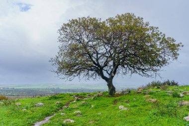 View of a tree and Lower Galilee countryside landscape, on a foggy winter day. Northern Israel