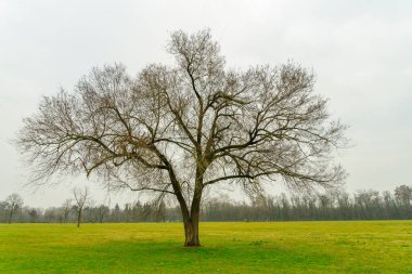 Monza Park 'taki çimlerin ve ağaçların manzarası, açık bir kış gününde. Monza, Lombardy, Kuzey İtalya