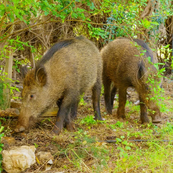 View of a wild boars in a house yard, in Haifa, Israel