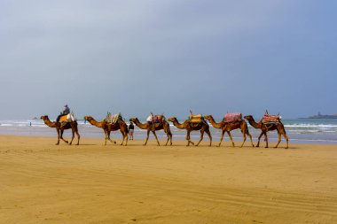 Essaouira, Fas - 07 Nisan 2023: Deve kervanı, idareci ve ziyaretçi ile sahil sahnesi, Essaouira (Mogador), Fas