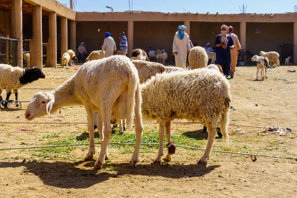 Rissani Maroko Kwietnia 2023 Scena Rynkowa Żywcem Sprzedaż Sprzedawcami Kupującymi — Zdjęcie stockowe