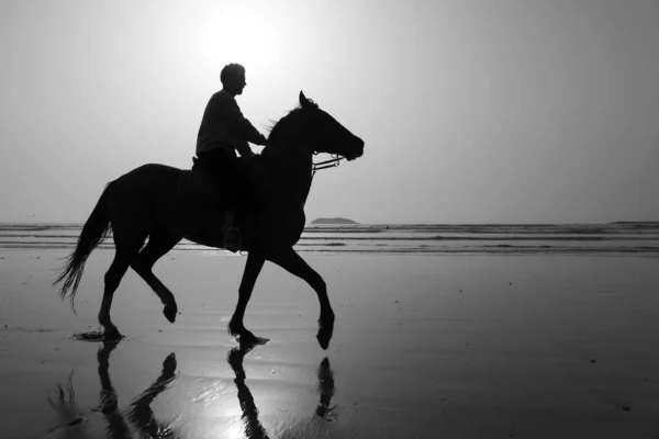 Essaouira Marocko April 2023 Silhuett Häst Och Dess Ryttare Stranden — Stockfoto
