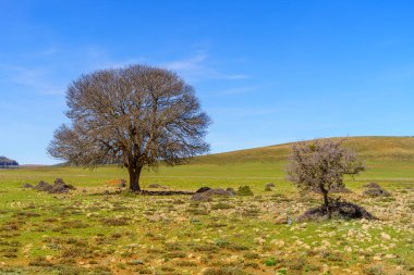 Orta Atlas Dağları, Fas 'ta yalnız bir ağaç manzarası.