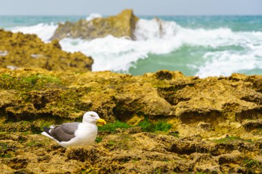 Fas 'ın Atlantik kıyısındaki Oualidia köyündeki kayalık plajda bir martı manzarası.