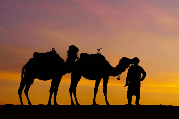 ラクダやハンドラの日の出のシルエット メルズーガの砂丘で サハラ砂漠 モロッコ — ストック写真