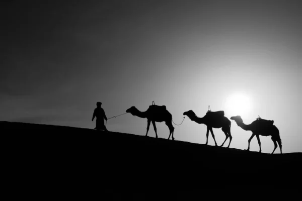 摩洛哥撒哈拉沙漠Merzouga沙丘中的日出骆驼和饲养者的轮廓 — 图库照片