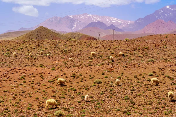 Manzara Koyun Sürüsü Fas Taki Yüksek Atlas Dağları Nda — Stok fotoğraf