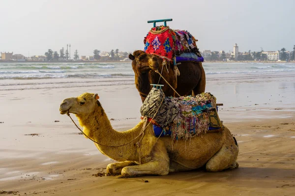 Widok Wielbłądy Plaży Essaouira Mogador Maroko — Zdjęcie stockowe