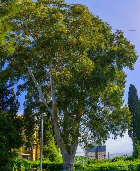 Kilátás Nahum Kertre Egy Eukaliptusz Fára Neve Shaanan Kerületben Haifa — Stock Fotó