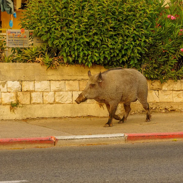 stock image Haifa, Israel - May 13, 2023: View of a wild boars walking in the street, in Haifa, Israel