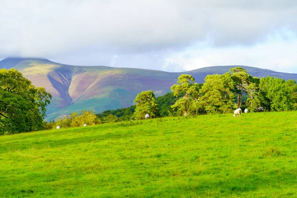 View Trees Grass Sheep Mountains Keswick Lake District Cumbria England — Stock Photo, Image