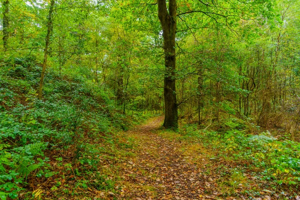 stock image View of a forest footpath, in the woodland on the shores of the Mawddach Estuary, in Snowdonia National Park, the North of Wales, UK