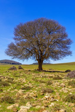 Orta Atlas Dağları, Fas 'ta yalnız bir ağaç manzarası.