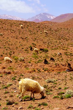 Manzara ve koyun sürüsü, Fas 'taki Yüksek Atlas Dağları' nda